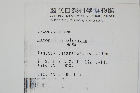 石松藏品圖，第2張