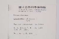 石松藏品圖，第2張