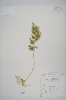 異葉卷柏藏品圖，第1張