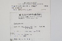 異葉卷柏藏品圖，第2張