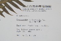 臺灣狗脊蕨藏品圖，第2張