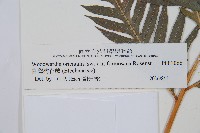 臺灣狗脊蕨藏品圖，第3張