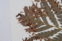 臺灣狗脊蕨藏品圖，第4張