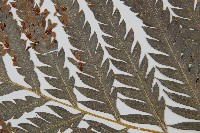 臺灣狗脊蕨藏品圖，第5張