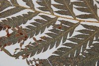 臺灣狗脊蕨藏品圖，第6張