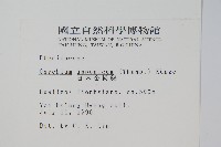 日本金粉蕨藏品圖，第2張