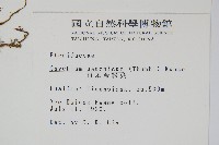 日本金粉蕨藏品圖，第2張