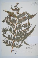 臺灣狗脊蕨藏品圖，第1張