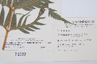 臺灣狗脊蕨藏品圖，第2張