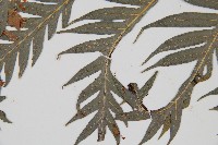 臺灣狗脊蕨藏品圖，第3張