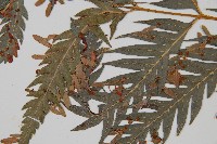 臺灣狗脊蕨藏品圖，第4張