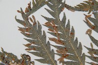 臺灣狗脊蕨藏品圖，第5張