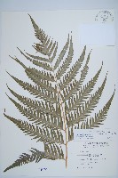 臺灣狗脊蕨藏品圖，第1張