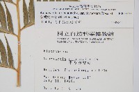 臺灣狗脊蕨藏品圖，第2張