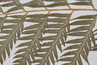 臺灣狗脊蕨藏品圖，第3張
