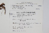 玉山石葦藏品圖，第2張