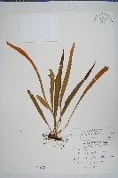 玉山石葦藏品圖，第1張