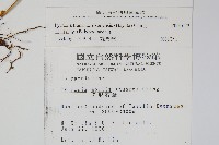 玉山石葦藏品圖，第2張