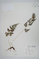 日本金粉蕨藏品圖，第1張