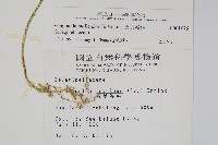異葉卷柏藏品圖，第2張