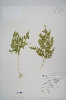 異葉卷柏藏品圖，第1張