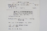 異葉卷柏藏品圖，第2張