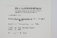 腎蕨藏品圖，第2張