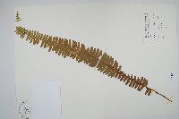 腎蕨藏品圖，第1張