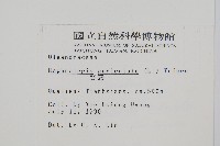 腎蕨藏品圖，第2張