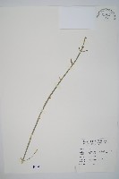 臺灣木賊藏品圖，第1張