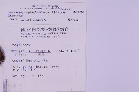 南投三叉蕨藏品圖，第2張