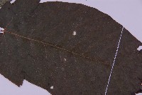 南投三叉蕨藏品圖，第3張