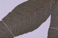 南投三叉蕨藏品圖，第4張