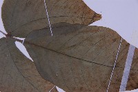 南投三叉蕨藏品圖，第3張