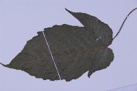 南投三叉蕨藏品圖，第4張