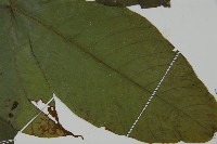 南投三叉蕨藏品圖，第3張