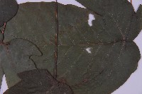 南投三叉蕨藏品圖，第4張