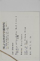 三叉蕨藏品圖，第2張