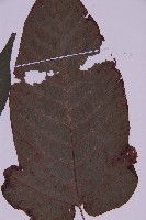 三叉蕨藏品圖，第3張