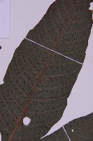 三叉蕨藏品圖，第4張