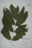 三叉蕨藏品圖，第1張