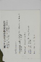 三叉蕨藏品圖，第2張