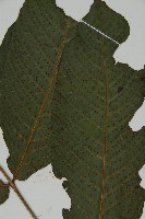 三叉蕨藏品圖，第3張