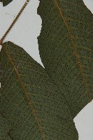 三叉蕨藏品圖，第4張