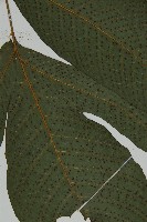 三叉蕨藏品圖，第5張