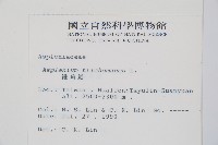 鐵角蕨藏品圖，第2張