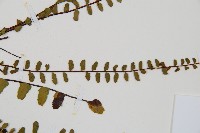 鐵角蕨藏品圖，第4張