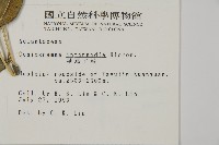 華鳳丫蕨藏品圖，第2張