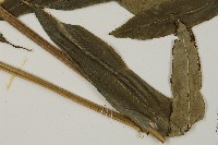 華鳳丫蕨藏品圖，第3張