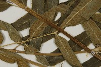 華鳳丫蕨藏品圖，第4張